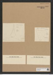 Diatomeae indet. Zeichnungen Sammlung Grunow Nr. 6893 (NHMW-BOT-W0375758)